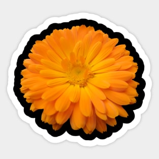 orange flower, blossom, bloom, petal, garden Sticker